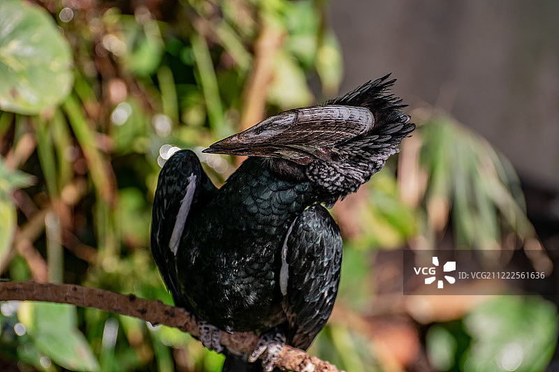 侧视的鸟图片素材