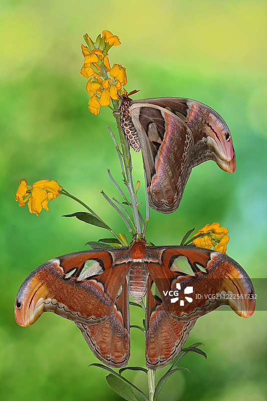 阿特拉斯蛾雌性 #3图片素材