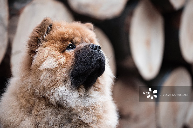 松狮幼犬图片素材