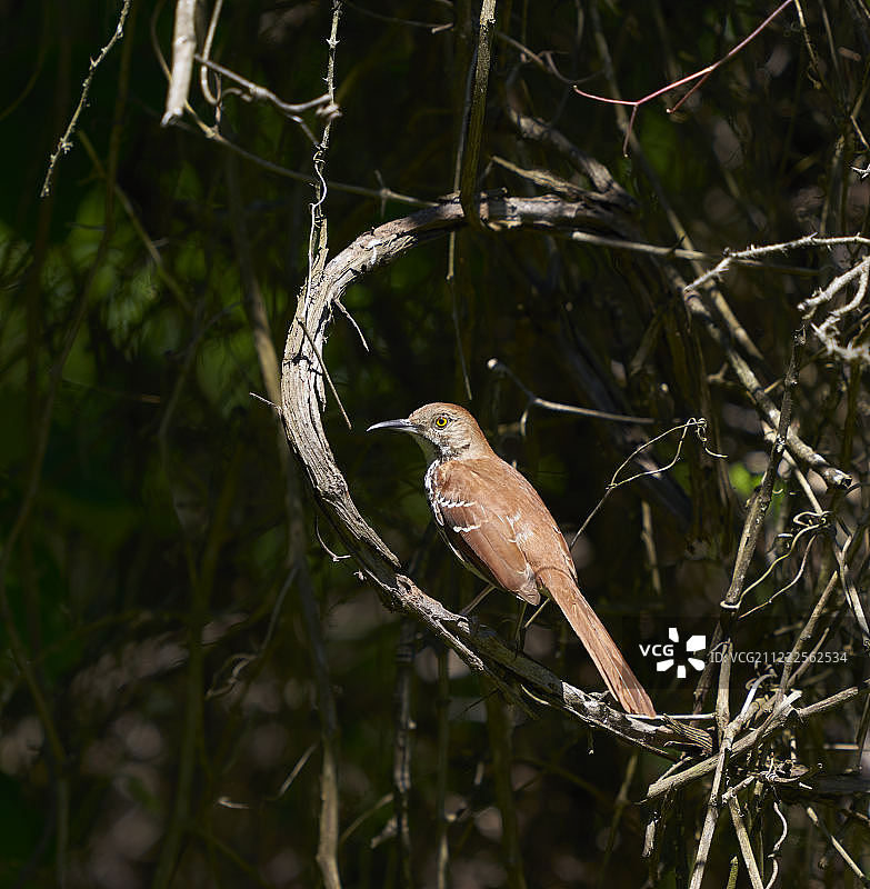 长嘴反舌鸟图片素材