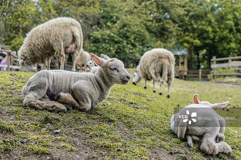 伦敦哈克尼城市农场图片素材