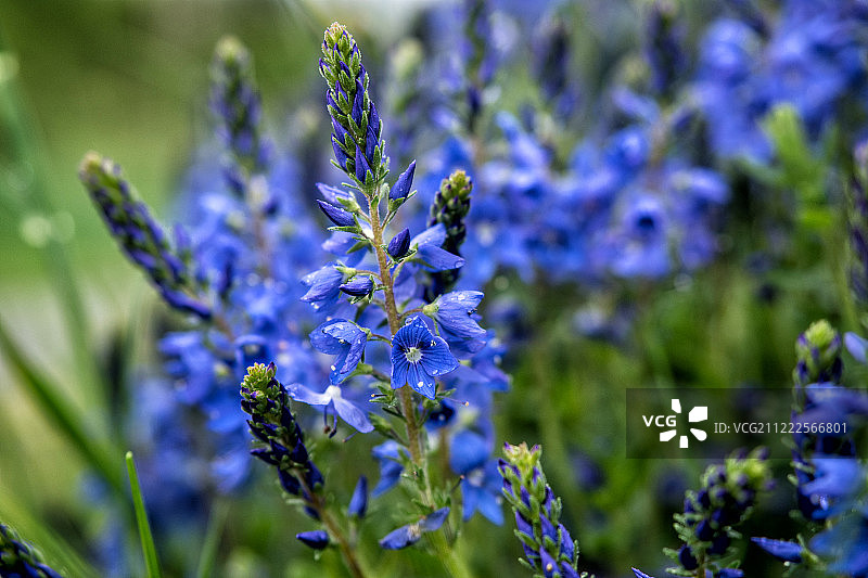 婆婆纳属植物图片素材