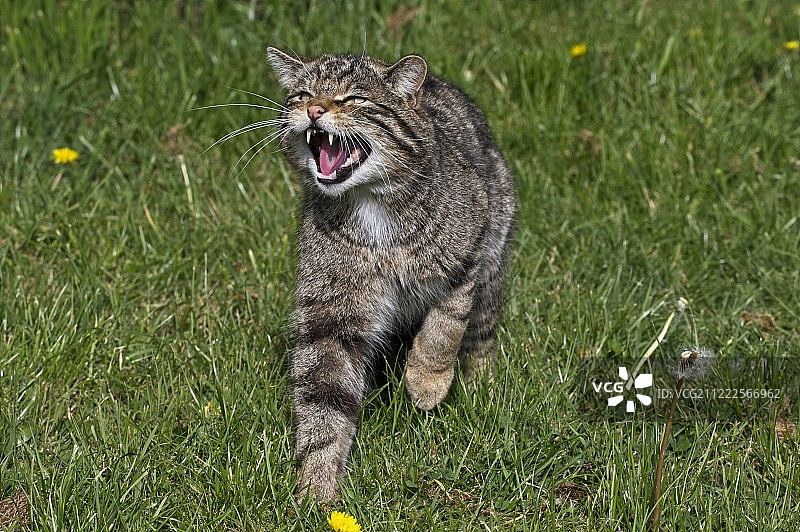苏格兰野猫图片素材