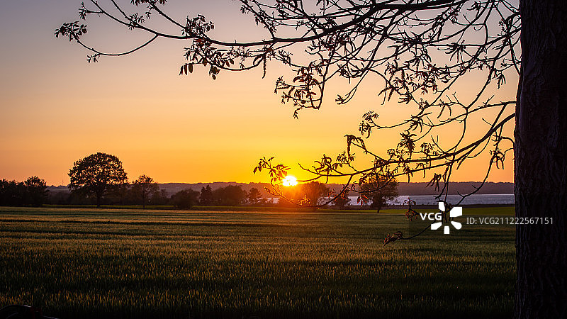 树后的日落图片素材