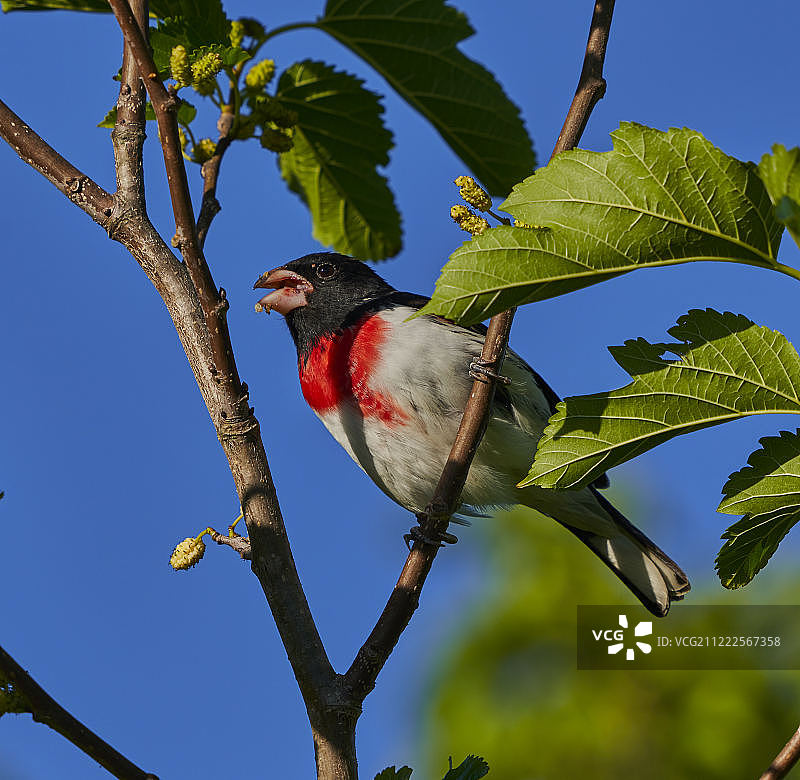 好吧，我是个邋遢的食客图片素材