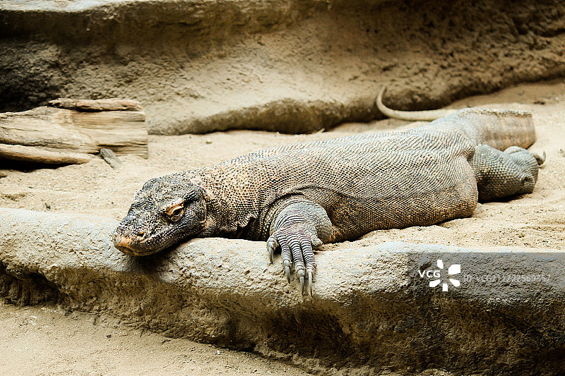 科莫多巨蜥图片素材