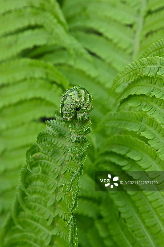 新鲜绿色蕨叶特写图片素材