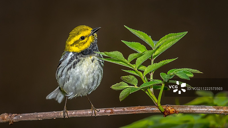 黑喉绿莺图片素材
