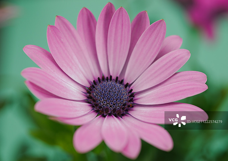 粉色之美图片素材