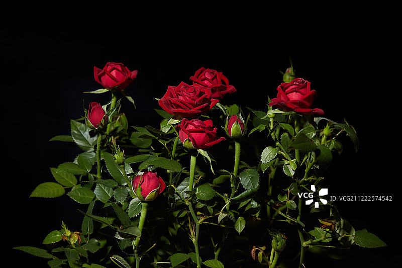 夜晚的红色玫瑰图片素材