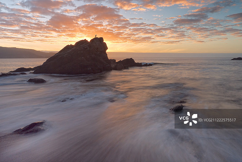 海鸥岩石图片素材