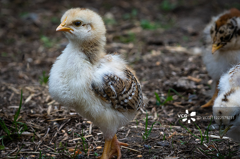 我长大后想当女王图片素材
