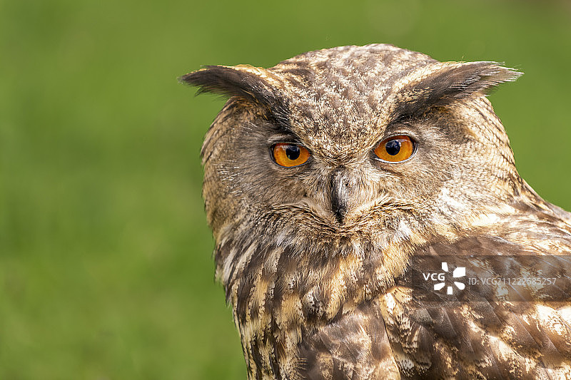 猫头鹰的特写图片素材
