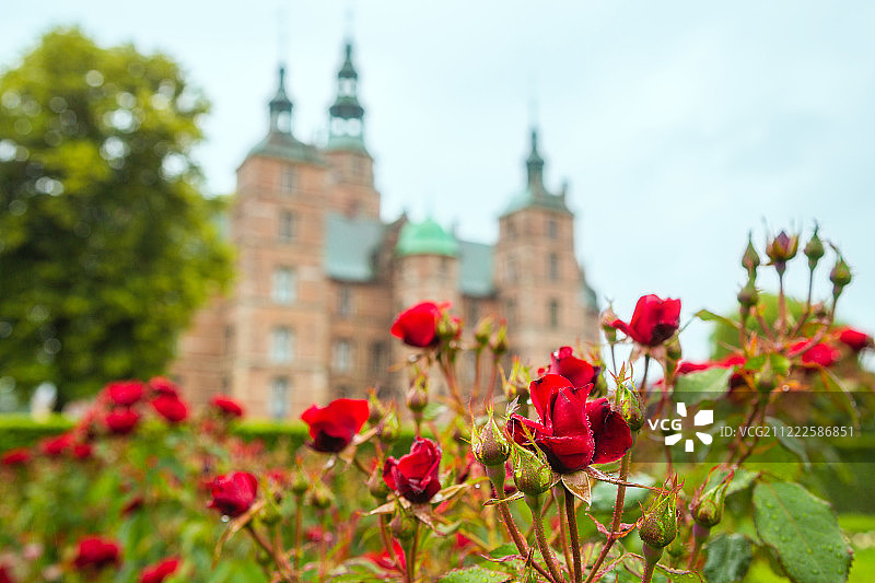 罗森堡城堡花园中的玫瑰花坛图片素材