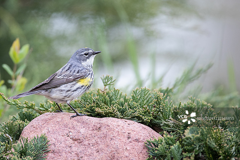 黄腰林莺图片素材