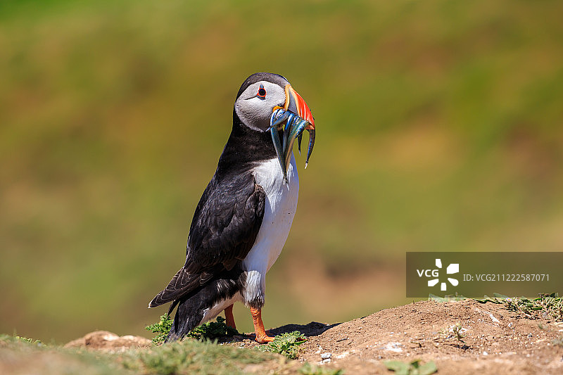 一只大西洋海鹦叼着鳗鱼归来图片素材
