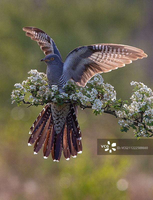 摄影图像图片素材