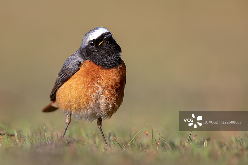 清晨的杜鹃鸟图片素材