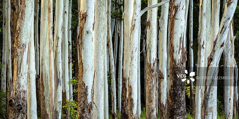 清晨的桉树图片素材