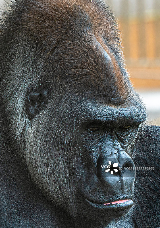 悲伤的猩猩图片素材