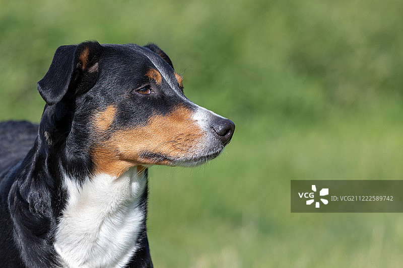 阿彭策尔山地犬特写图片素材