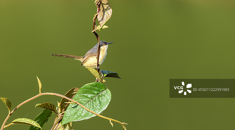 小鸟：灰文鸟栖息在小树枝上图片素材
