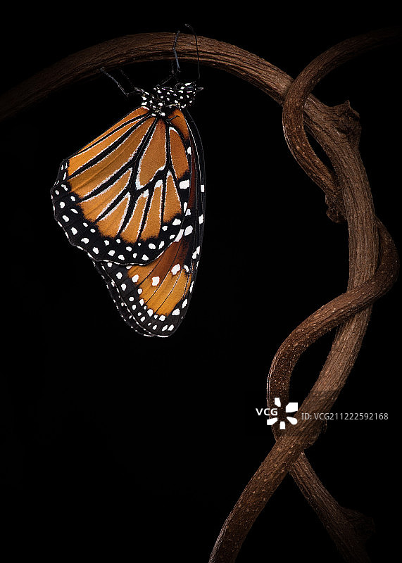 吉利普斯黑脉绡蝶图片素材