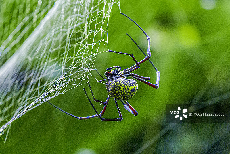 阿剌克涅图片素材