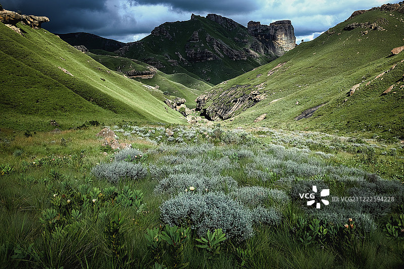 迷失在布什曼颈图片素材