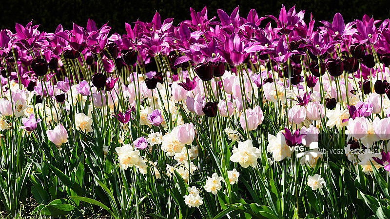 奥斯陆皇宫的迷人花卉图片素材