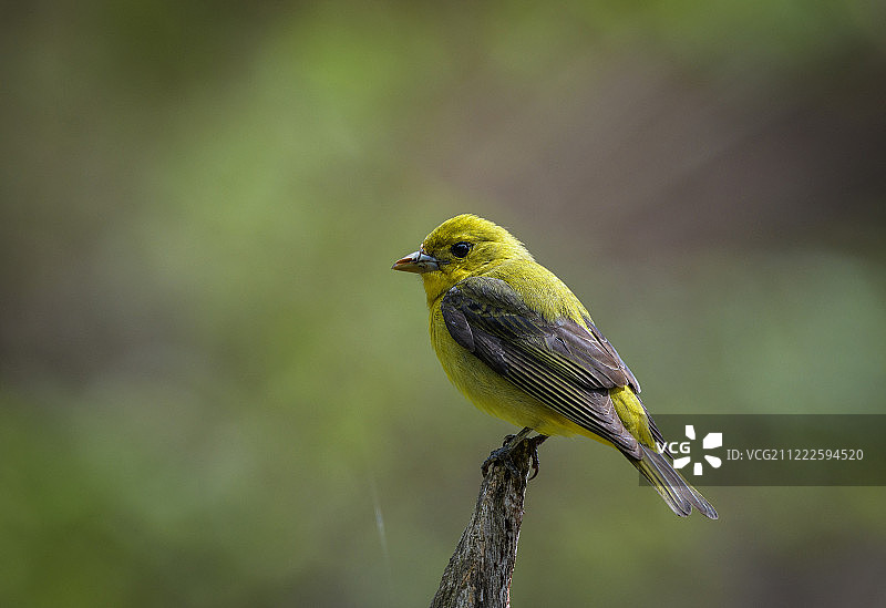 雌性猩红比蓝雀图片素材