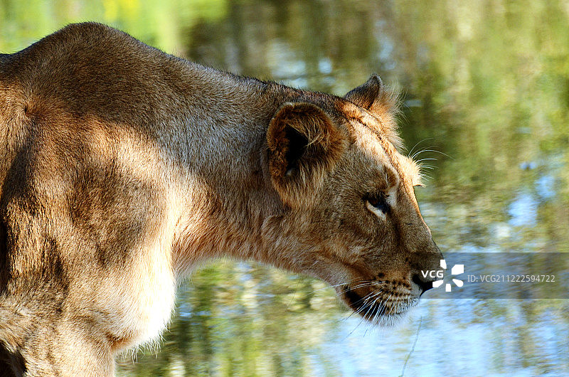 雌性亚洲狮图片素材