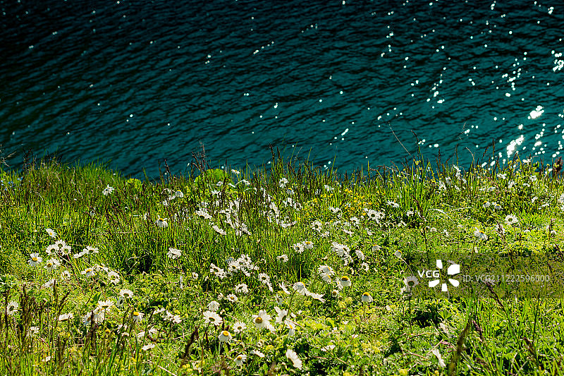 盛开的池塘边美丽的彩色野花图片素材
