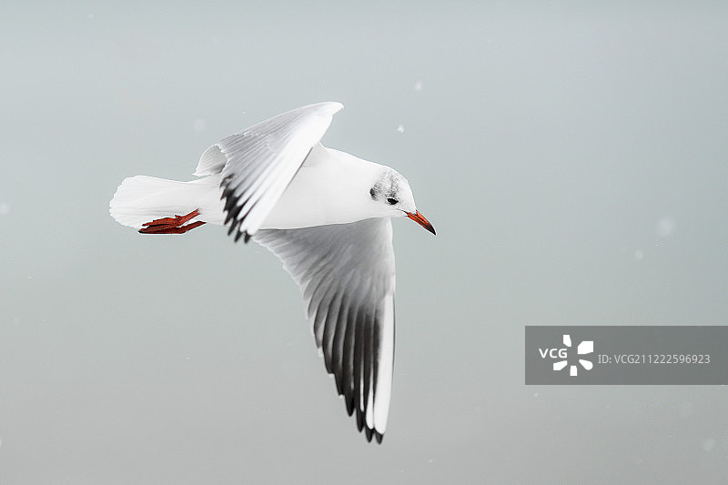 飞行中的红嘴鸥图片素材