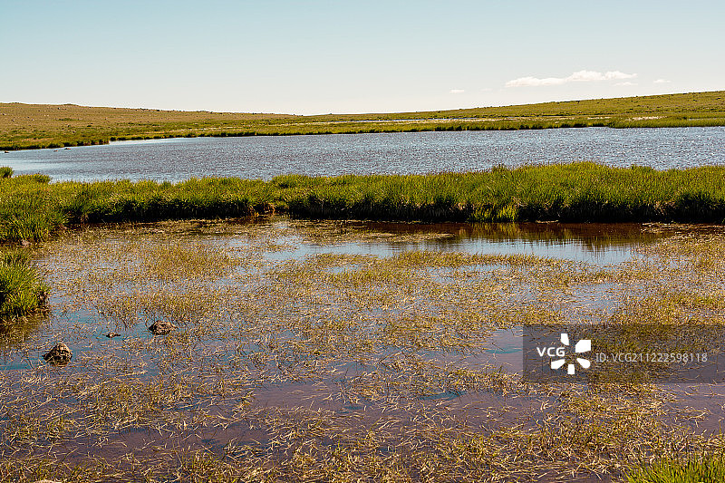 阿尔特温高地池塘边的野草图片素材