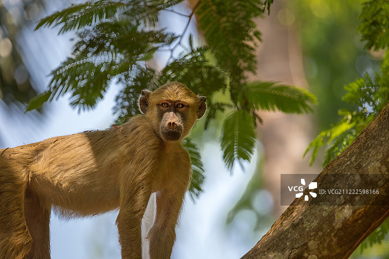 树上的松巴狒狒图片素材