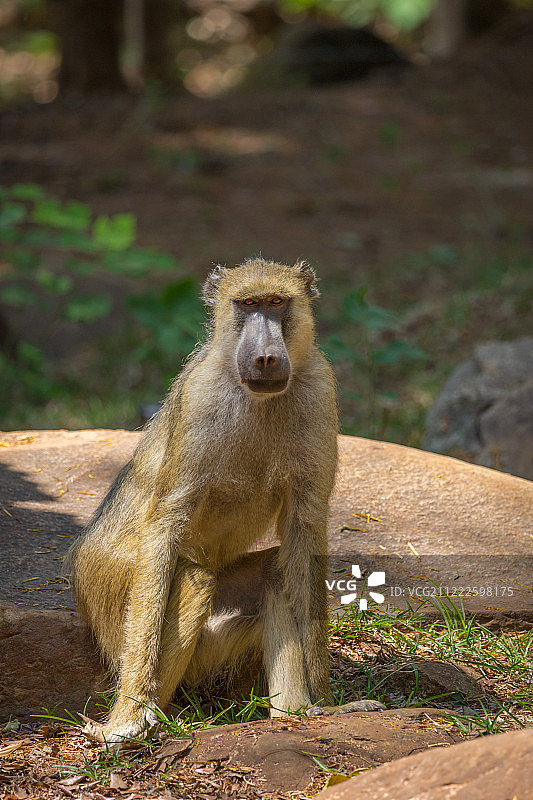 宗巴狒狒植物园图片素材
