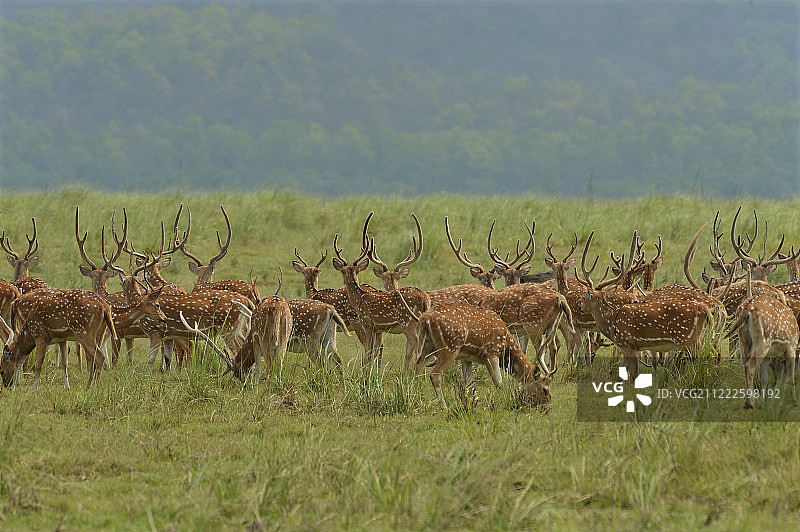 科比特国家公园中鹿角警觉的斑点鹿图片素材