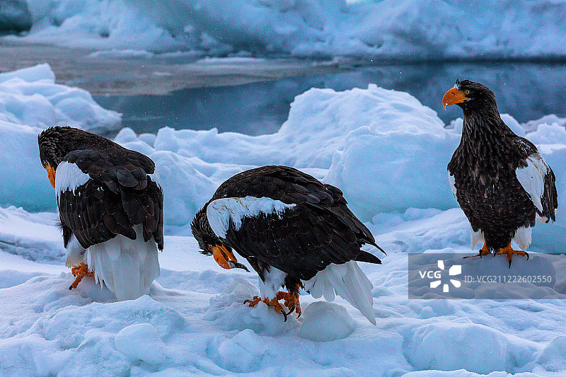 群鹰汇聚图片素材