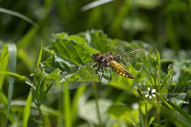 宽体追逐者图片素材
