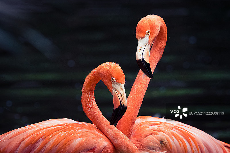 火烈鸟图片素材