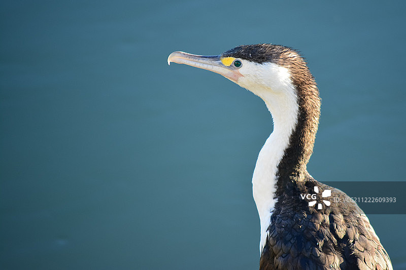 新西兰的斑鸬鹚图片素材