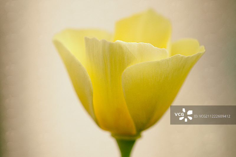 脆弱之美图片素材