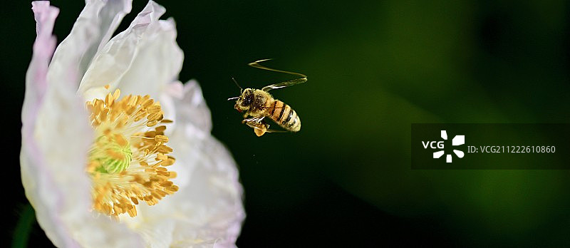 蜜蜂与花朵图片素材