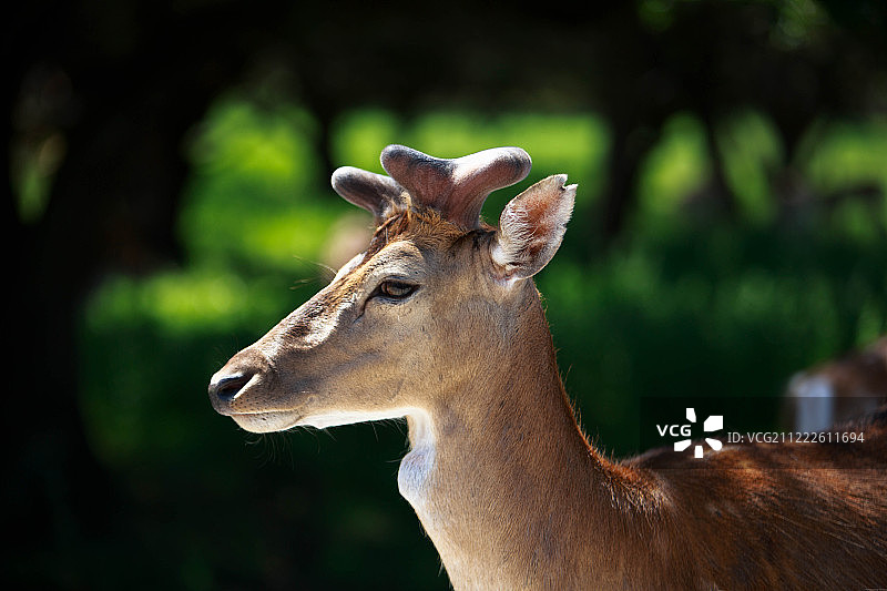 化石边缘野生动物中心图片素材