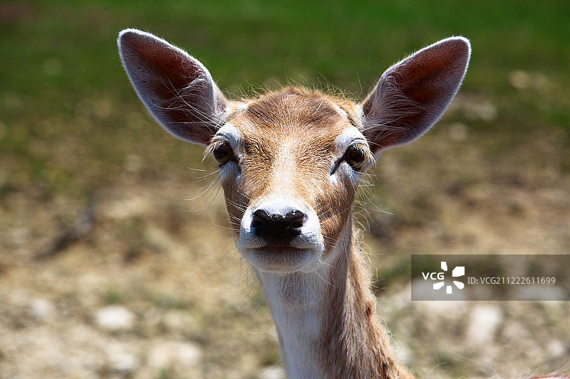 化石边缘野生动物中心图片素材
