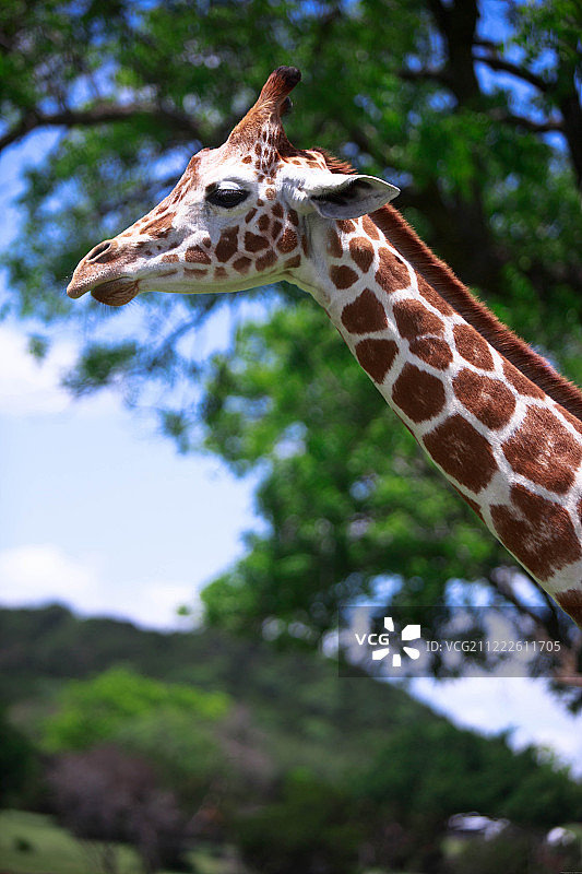 化石边缘野生动物中心图片素材