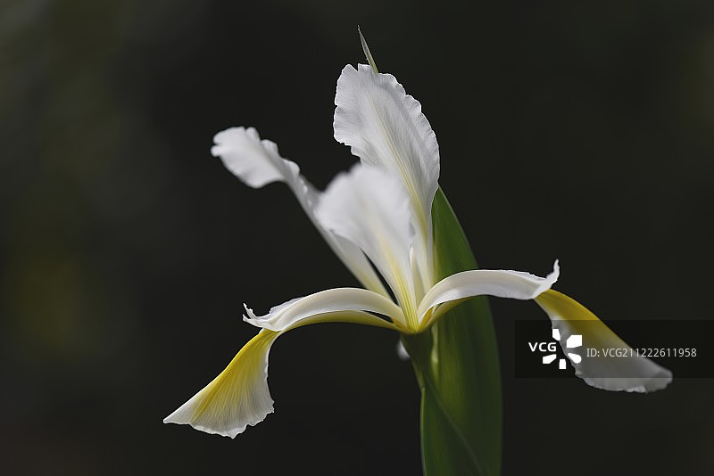 美丽的花朵图片素材