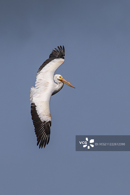 白鹈鹕特技图片素材