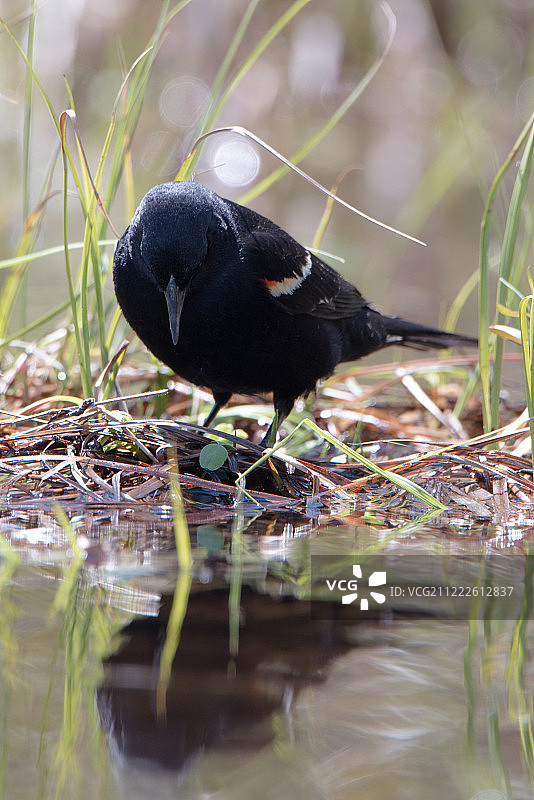 红翼黑鸟图片素材